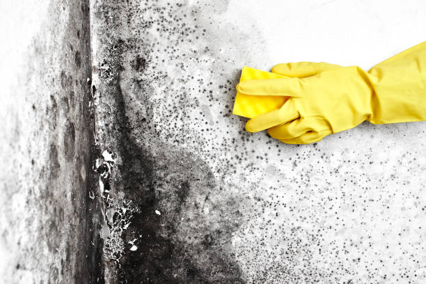 Best Asbestos and Lead Testing During Mold Inspection  in Mountlake Terrace, WA