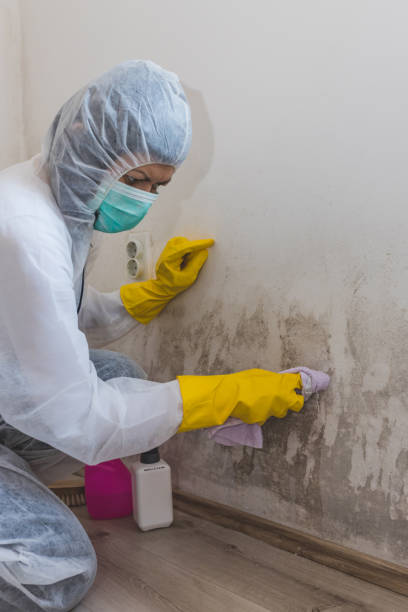 Best Mold Prevention Services  in Mountlake Terrace, WA